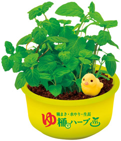 育てるカプセル ゆ桶でハーブ栽培のイメージ3